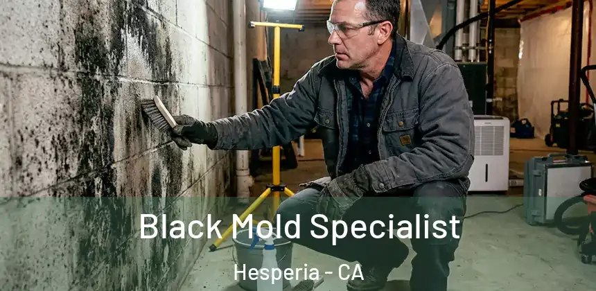 Black Mold Specialist Hesperia - CA